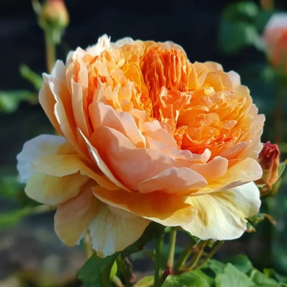 Róża Sofia Garden – z gołym korzeniem