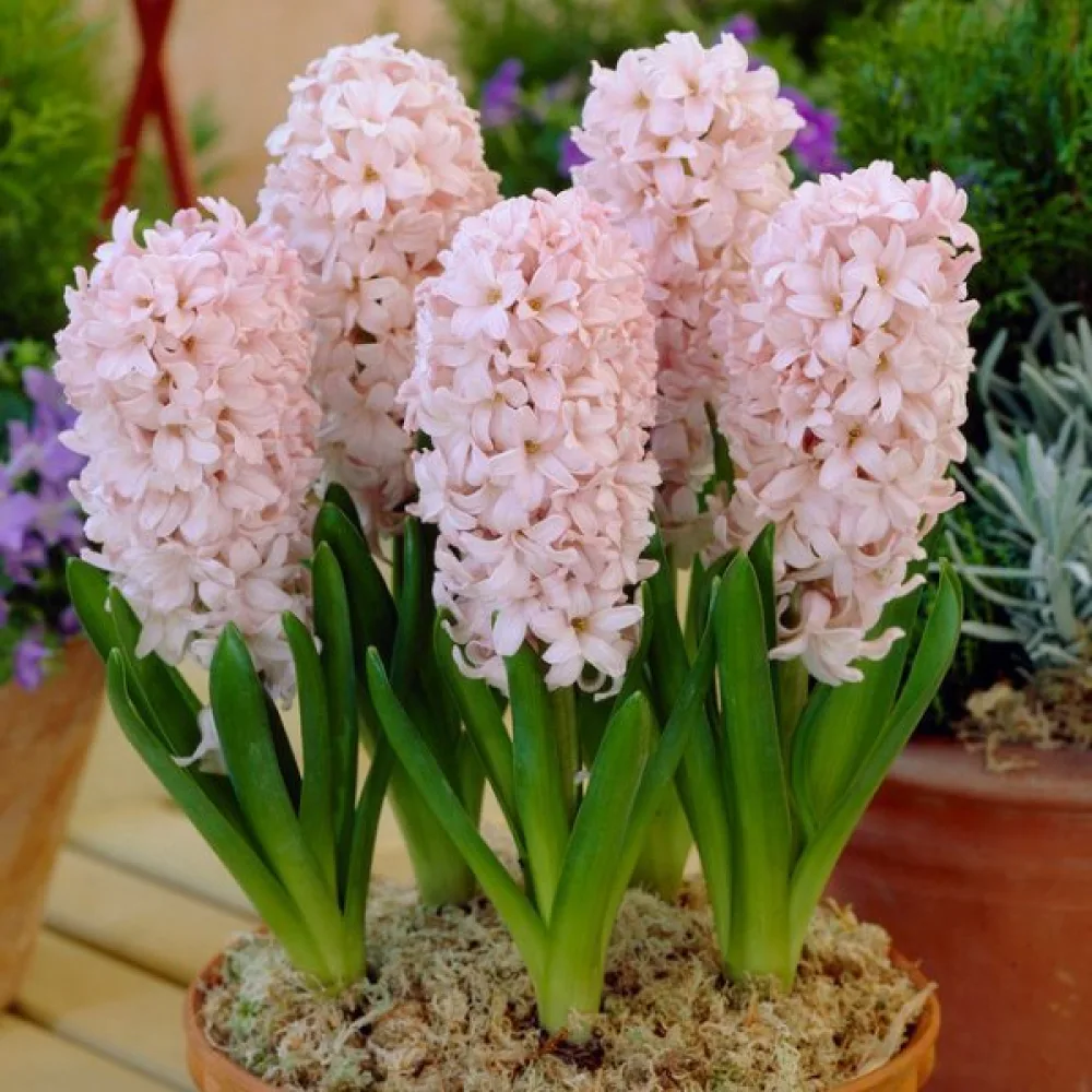 Hiacynt China Pink (różowy)