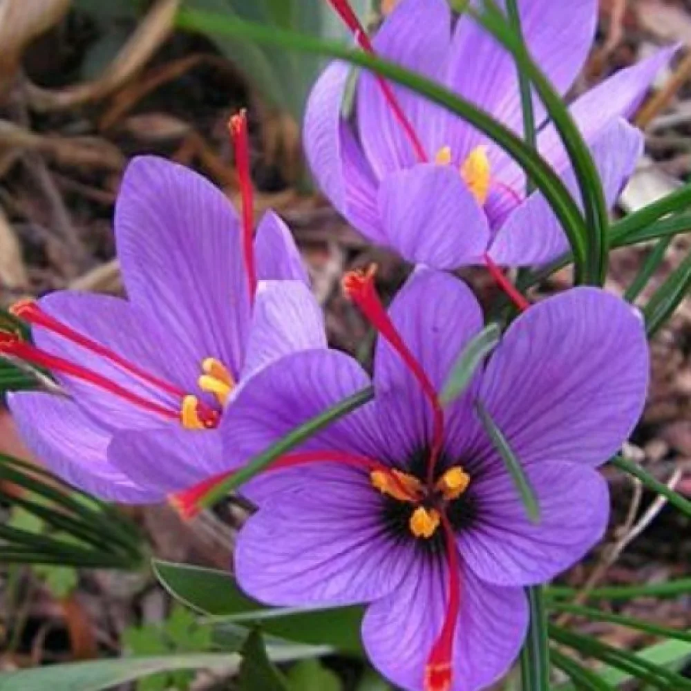Krokus Sativus Organic (szafranowy)