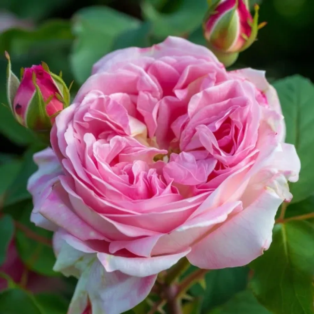 Róża Pink Sentinel – z gołym korzeniem