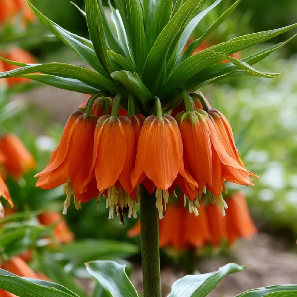Szachownica Aurora Imperialis (pomarańczowa)
