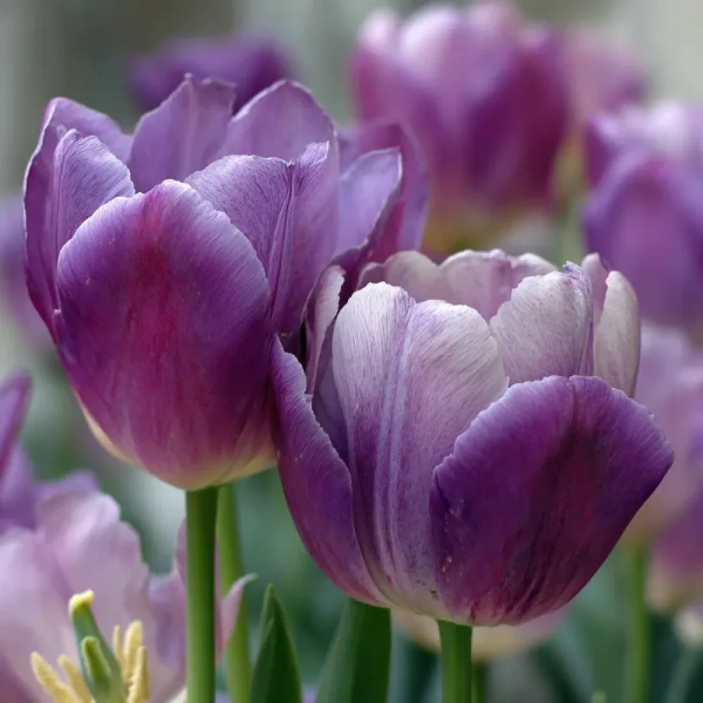 Tulipan Louvre (fioletowy)
