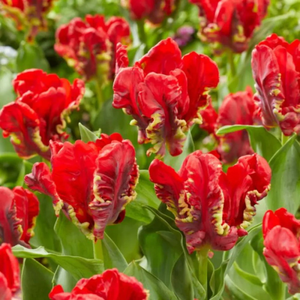 Tulipan Seadov parrot (zielony)