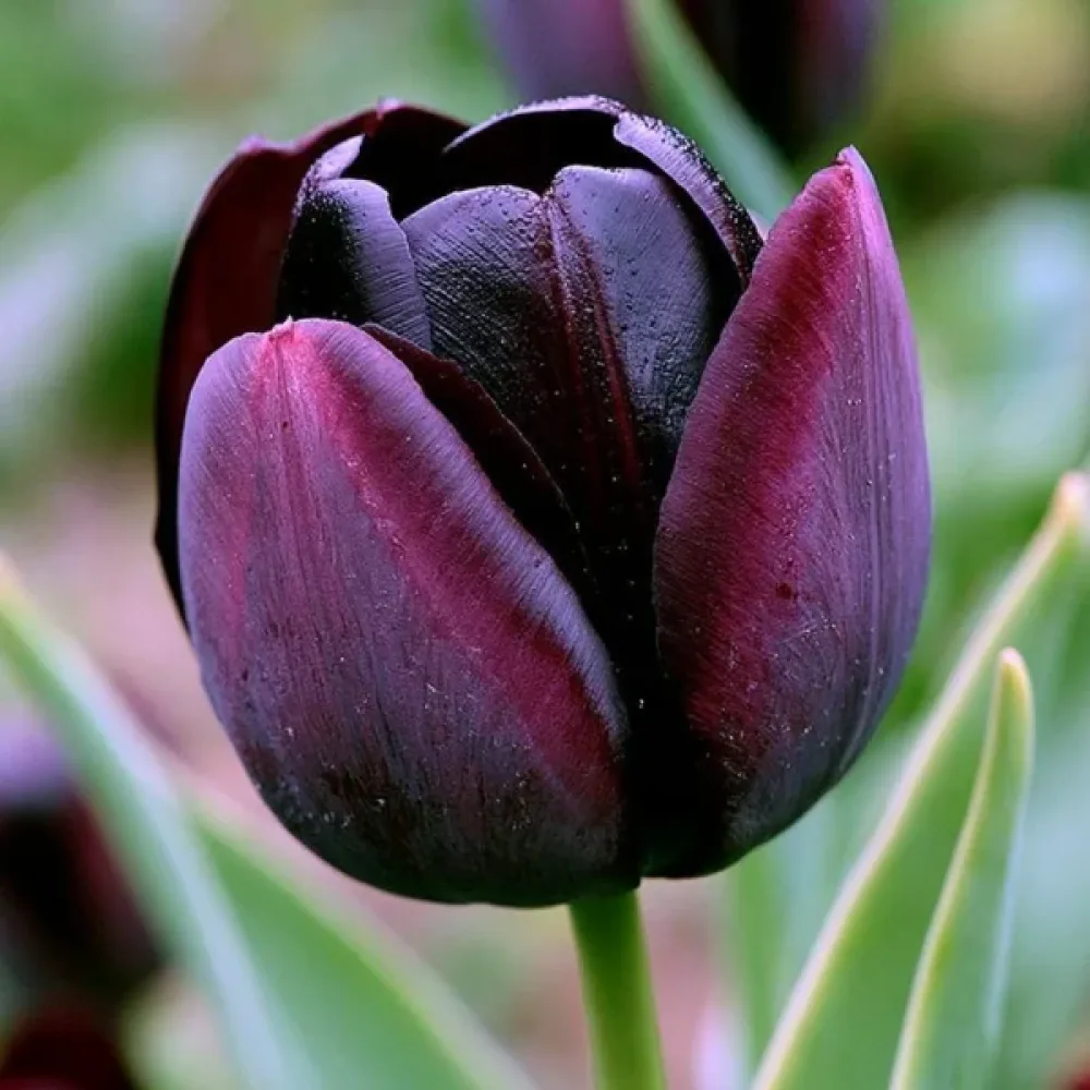 Tulipan Paul Scherer (czarny)