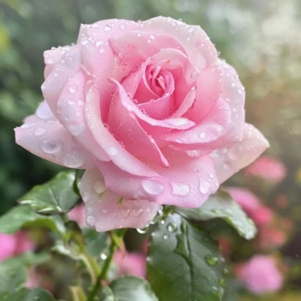 Róża Pink Benedict – z gołym korzeniem