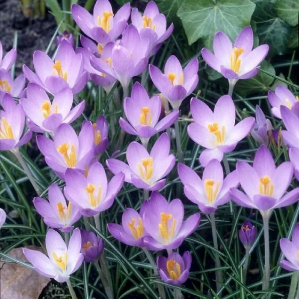 Krokus Barrs Purple Tommasianus (fioletowy)