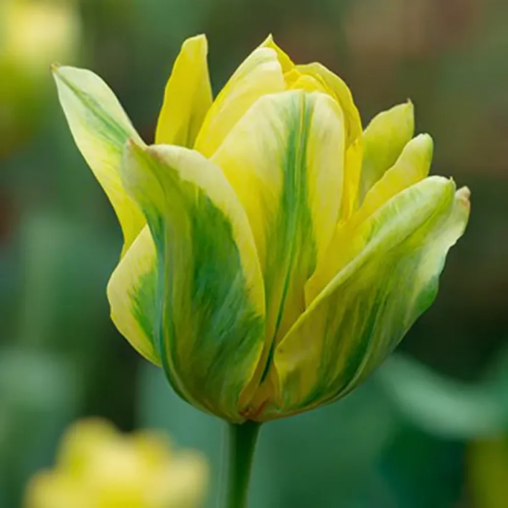 Tulipan Formosa (żółty)