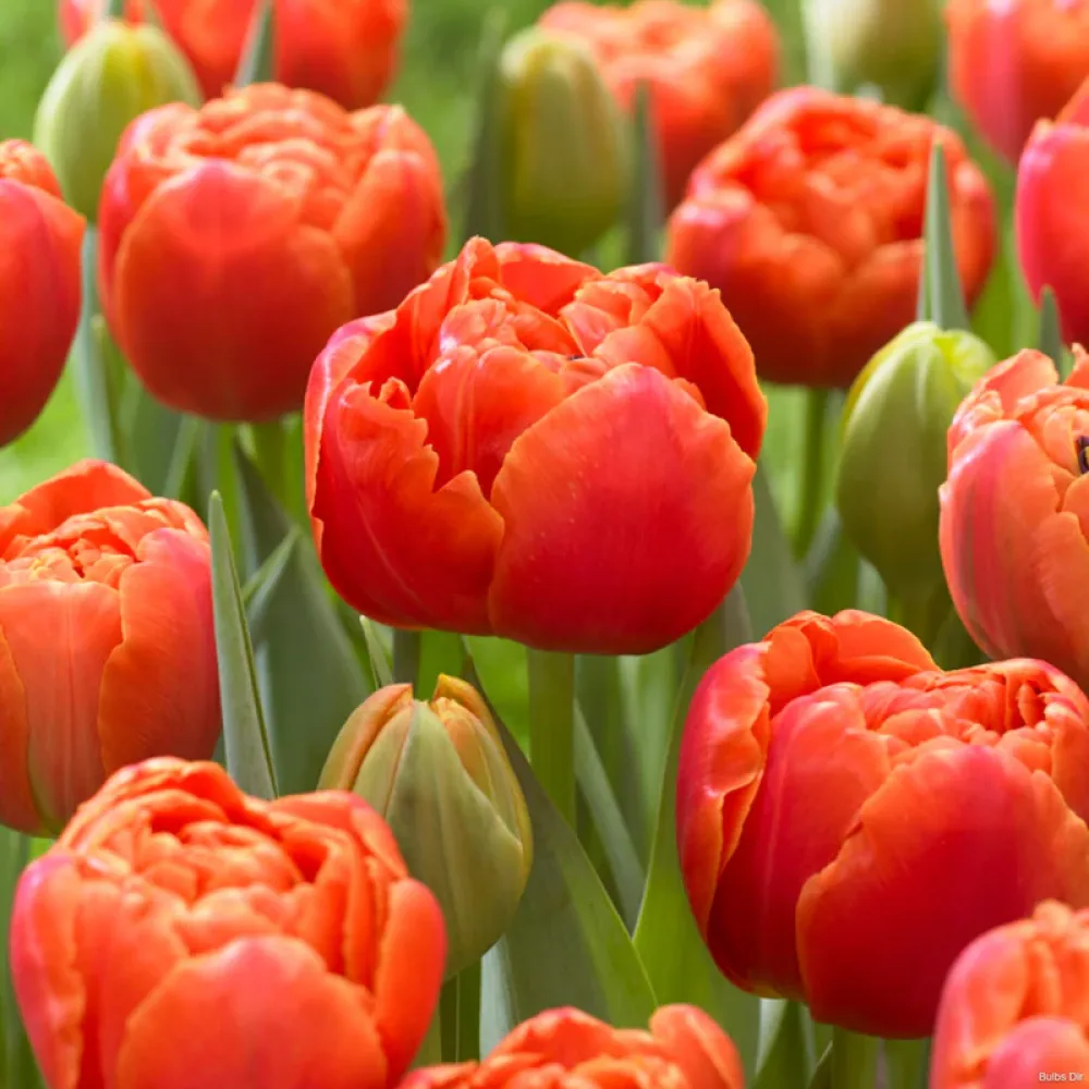 Tulipan Icoon (zielony)