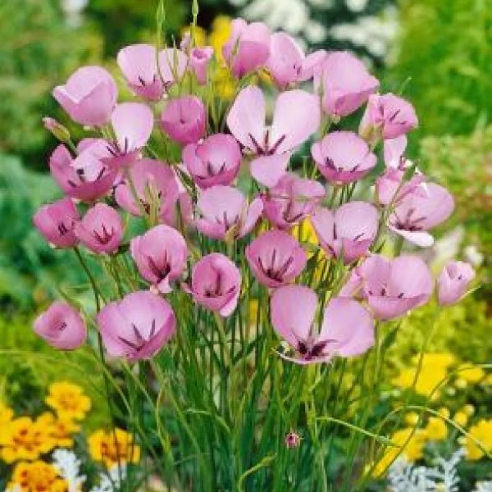 Kalochortus Cupido