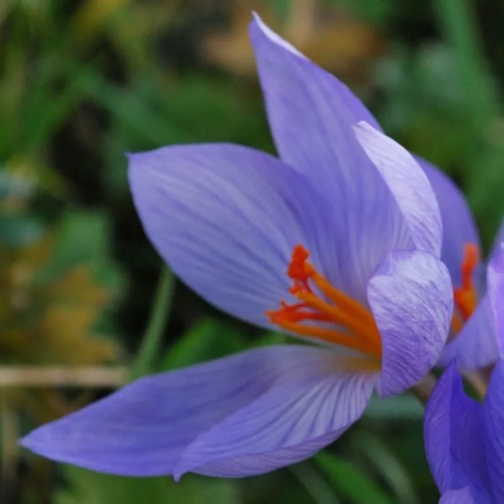 Krokus speciosus Conqueror (fioletowy)