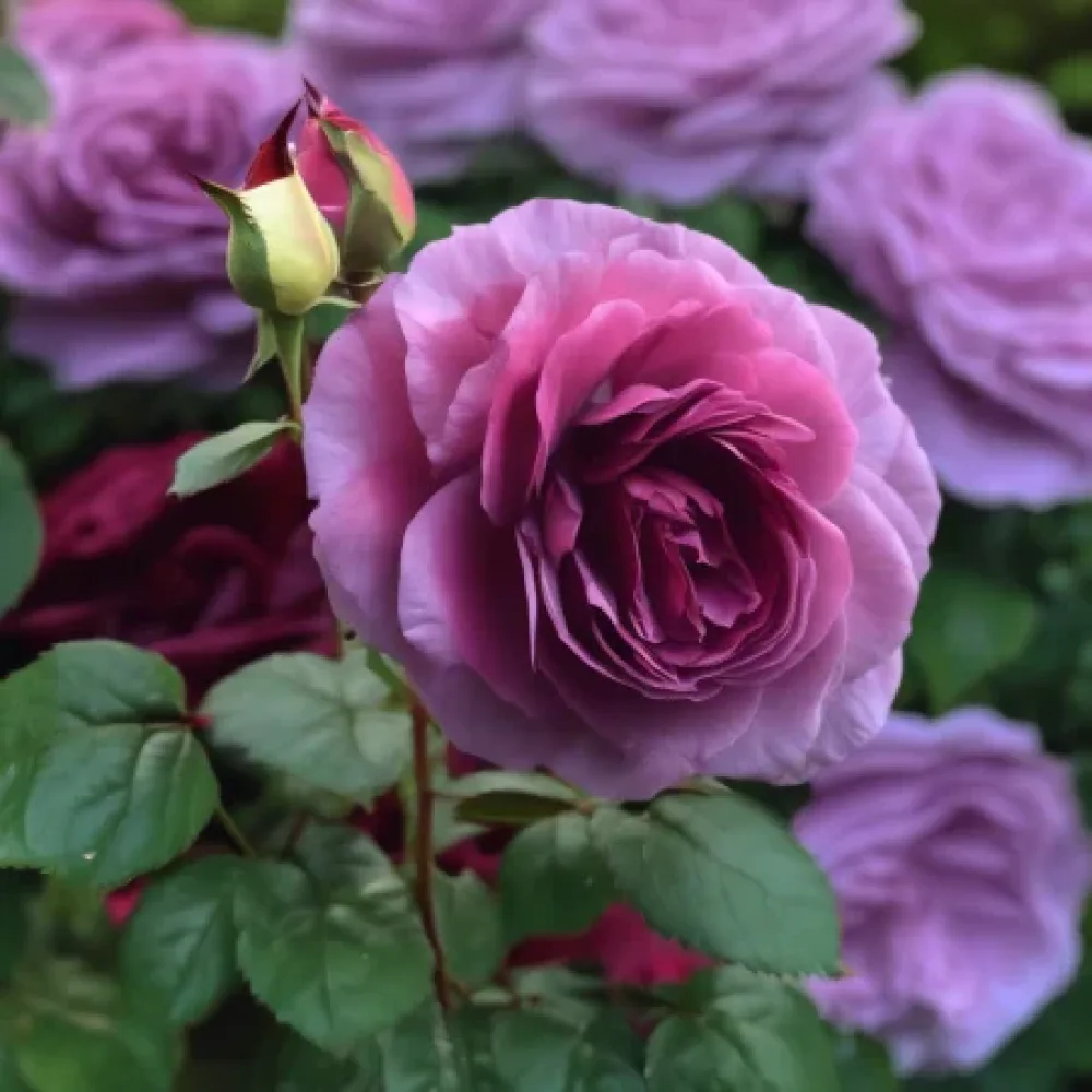 Róża Magenta Temptation – z gołym korzeniem
