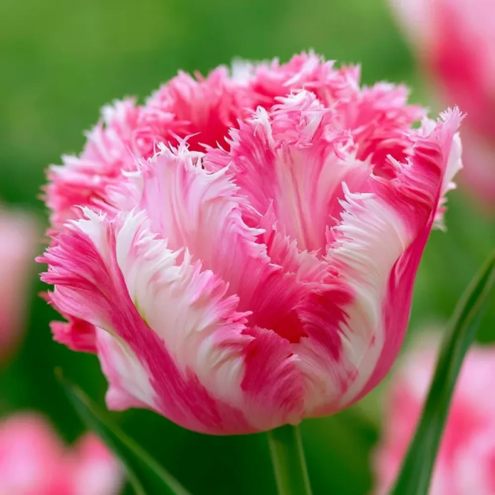Tulipan Crispion Sweet (kremowy)