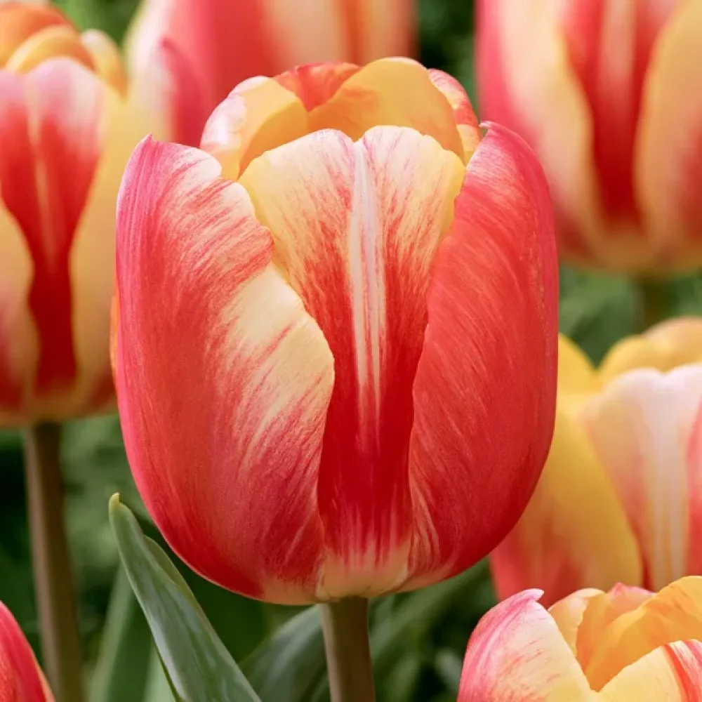 Tulipan Candy Corner