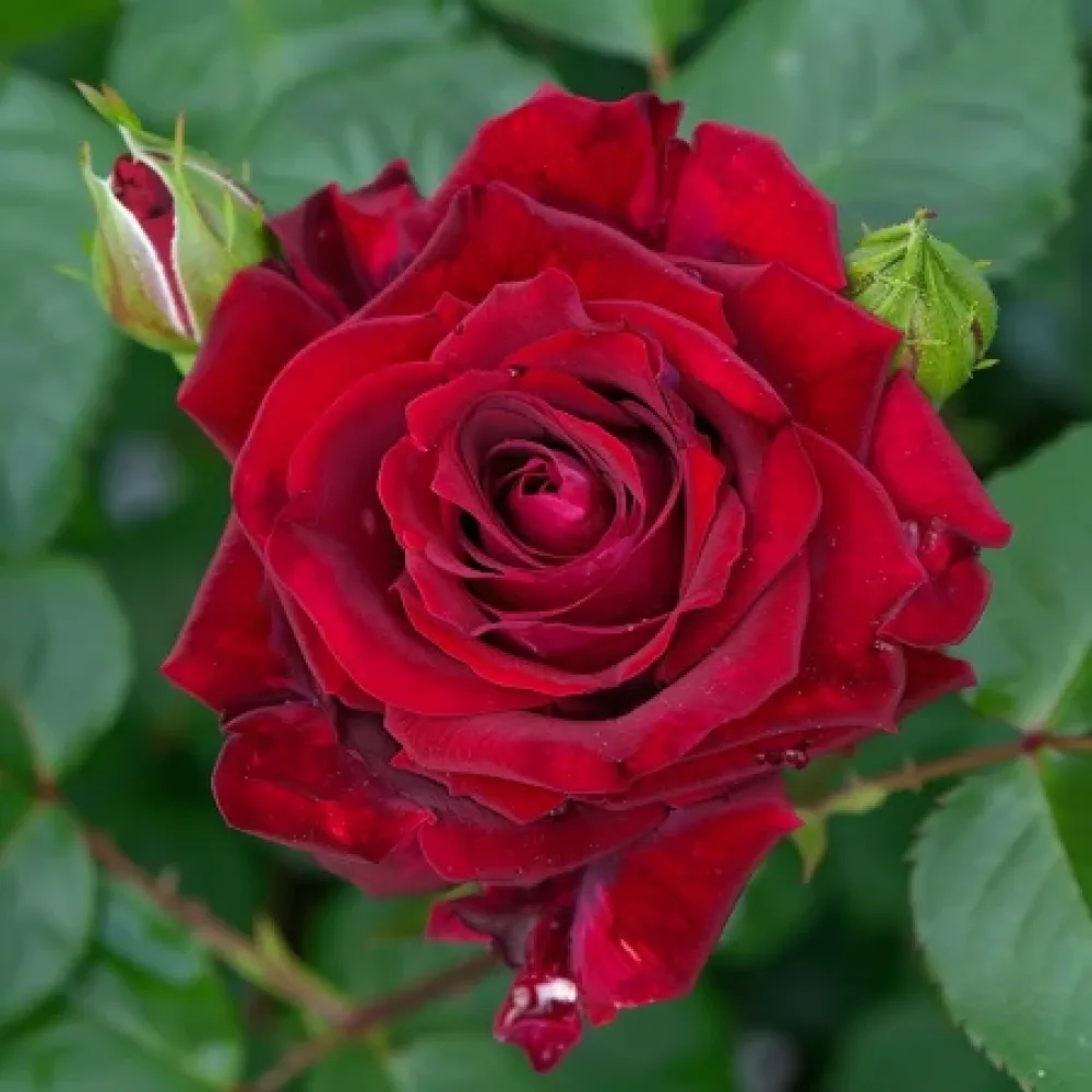 Róża Evening Bloom Harp – z gołym korzeniem