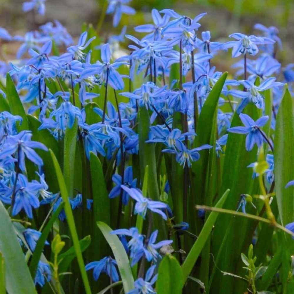 Cebulica Siberica (niebieska)