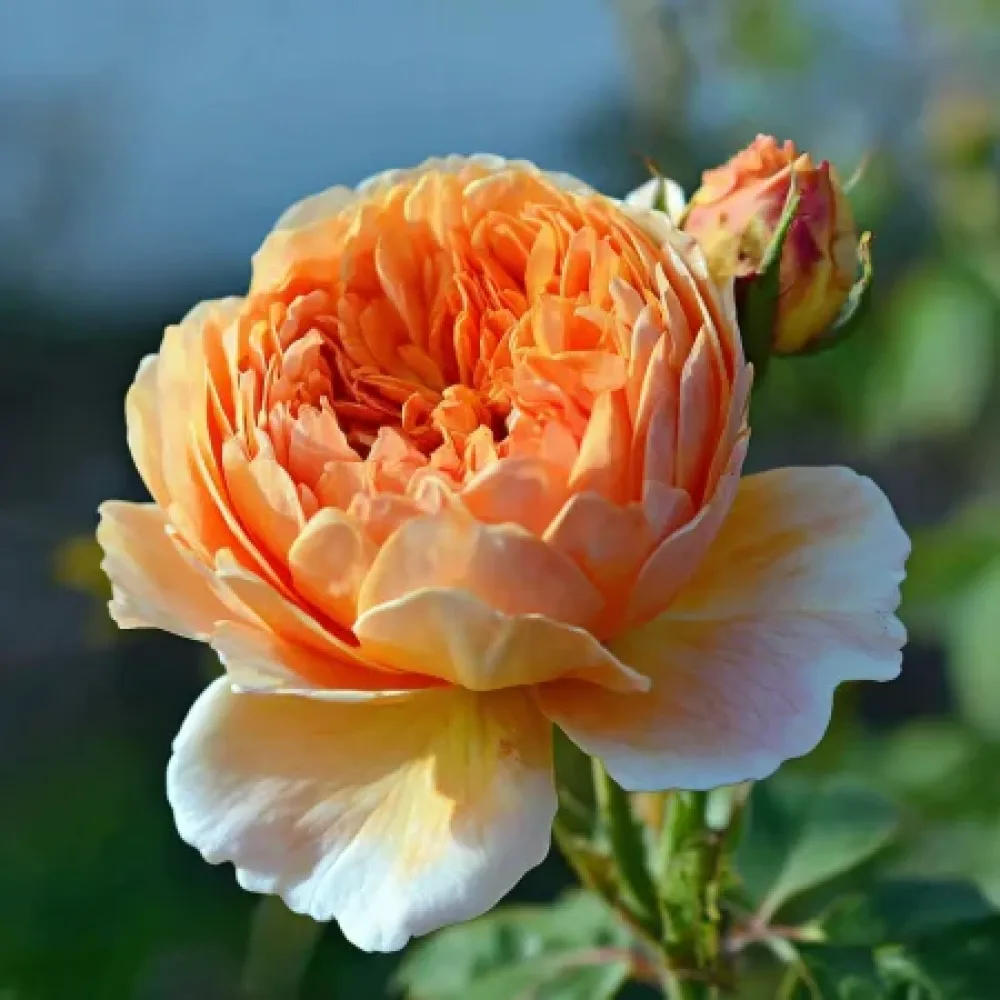 Róża Sofia Garden – z gołym korzeniem