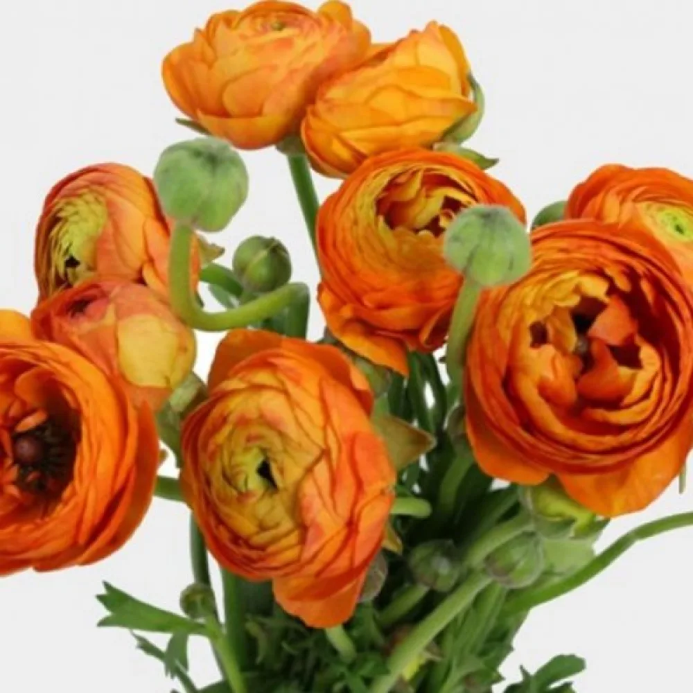 Jaskier orange (pomarańczowy)