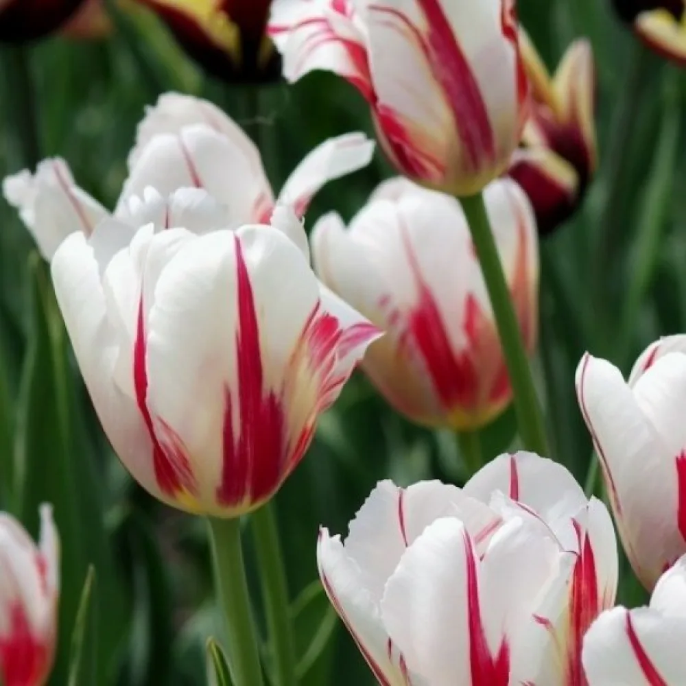 Tulipan Salsa (dwukolorowy)