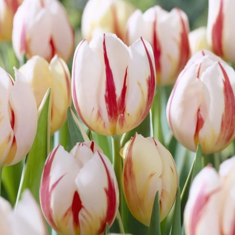 Tulipan Carnaval de Rio