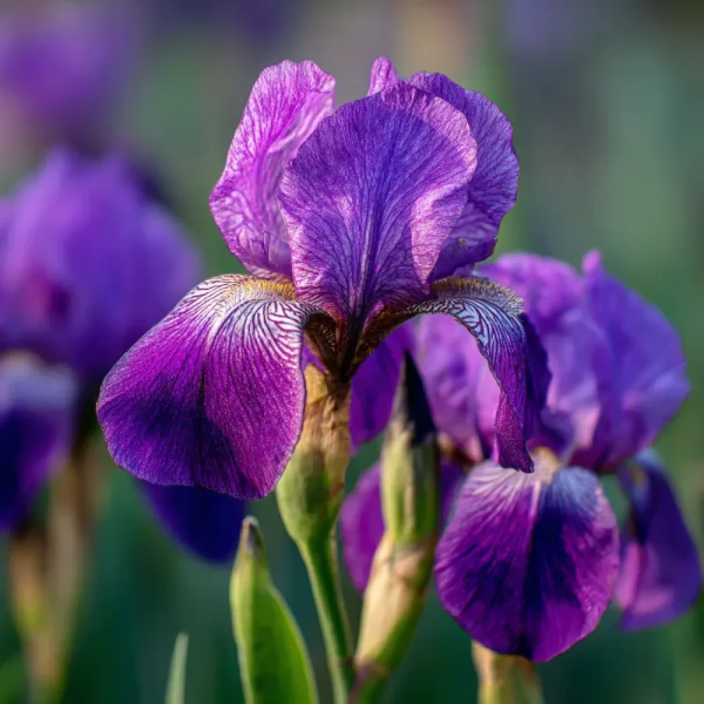 Irys Discovery Purple (fioletowy)