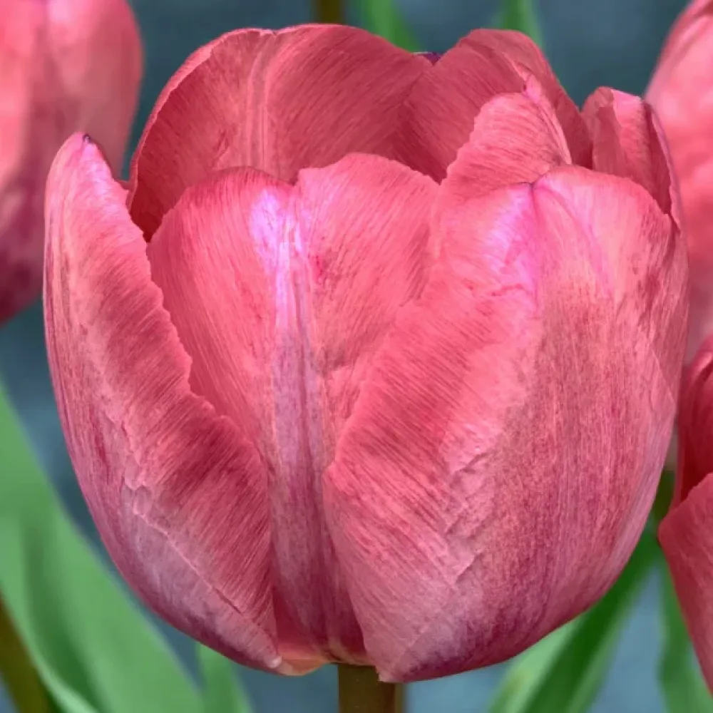 Tulipan Taiwan (różowy)