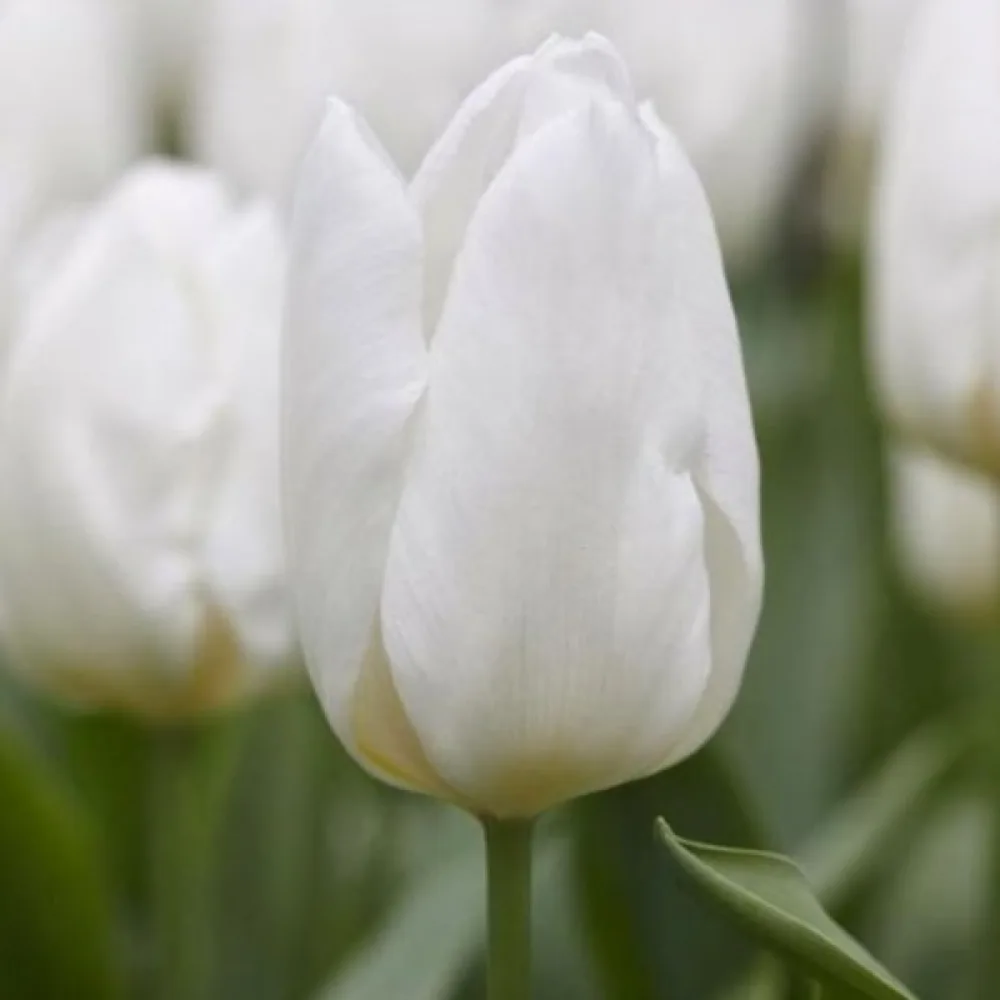 Tulipan White prince (biały)