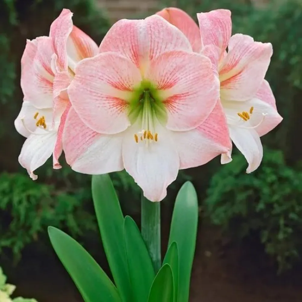 Amarylis Appleblossom