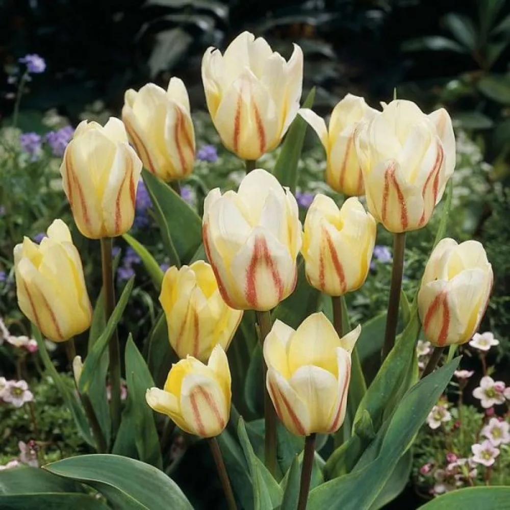 Tulipan White Fire