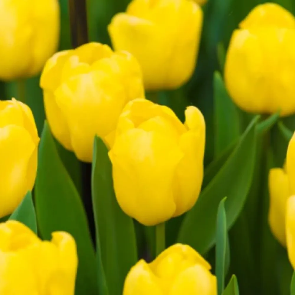 Tulipan Novi Sun