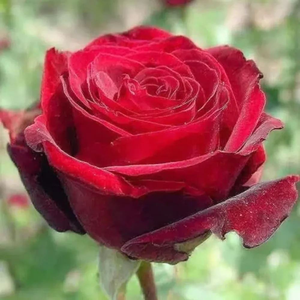 Róża Ruby Eternity Rose – z gołym korzeniem
