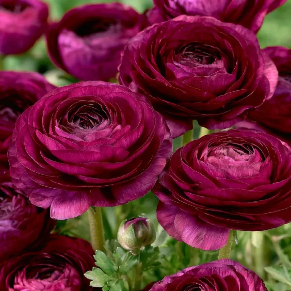 Jaskier Purple Tomer (fioletowy)