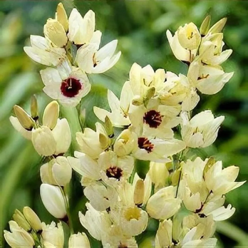Ixia HOGARTH (kremowa, olbrzymia)