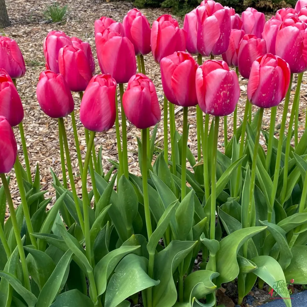 Tulipan Pink Pride (różowy)