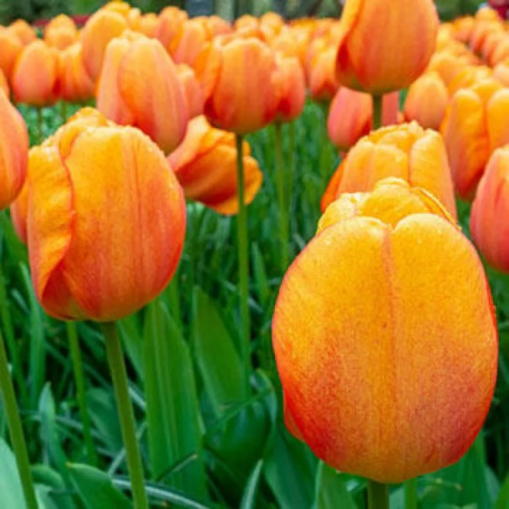 Tulipan Blushing Apeldoorn (różowy)