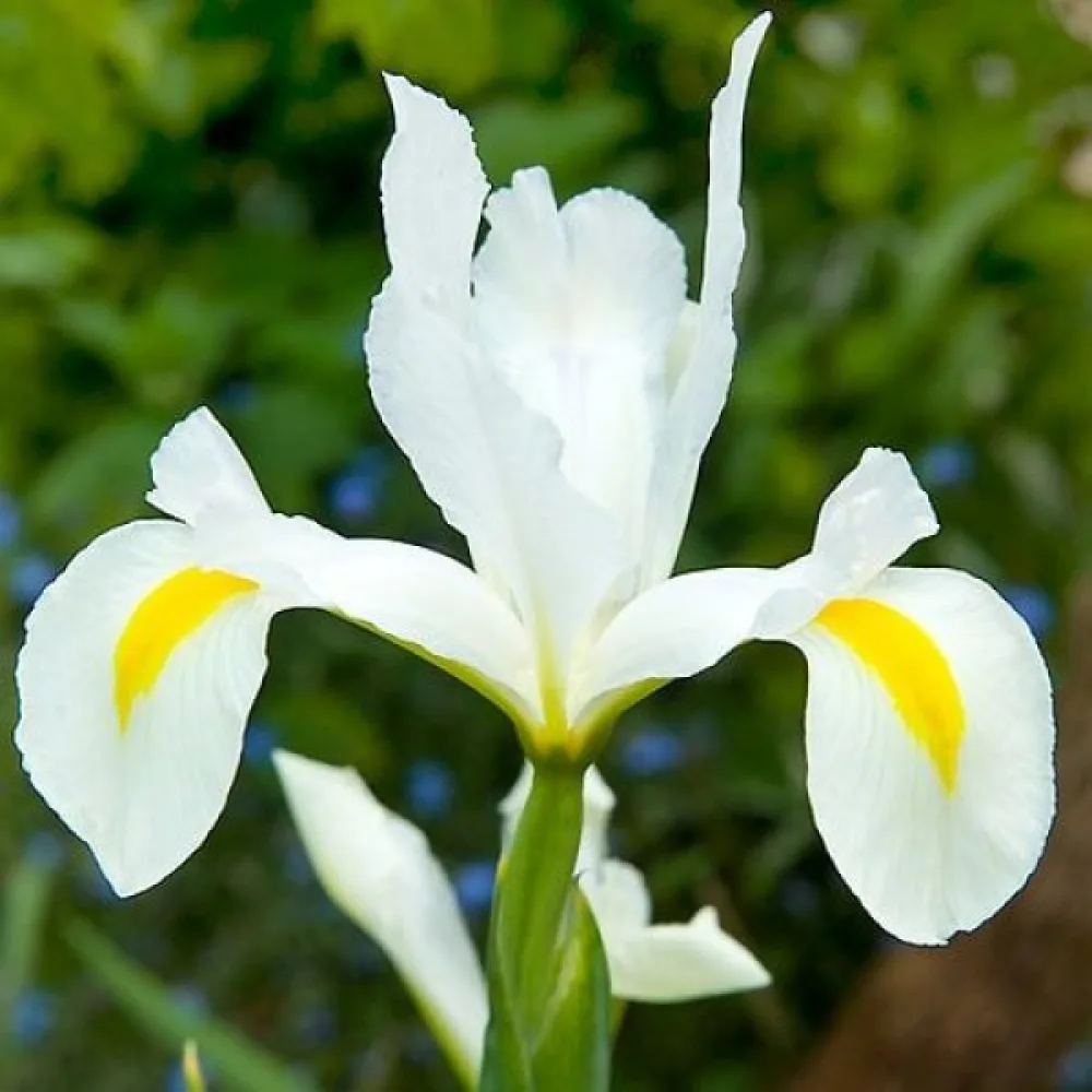 Irys White Van Vliet (biały)