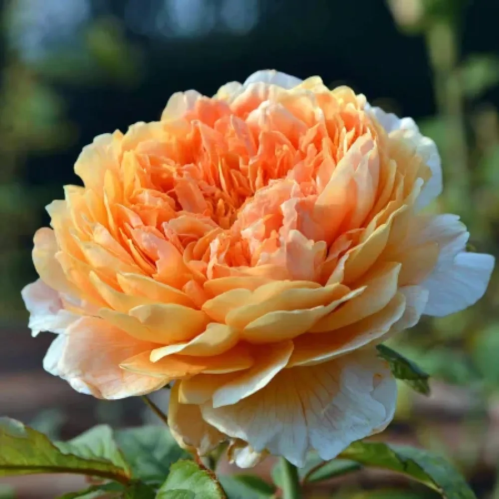 Róża Sofia Garden – z gołym korzeniem