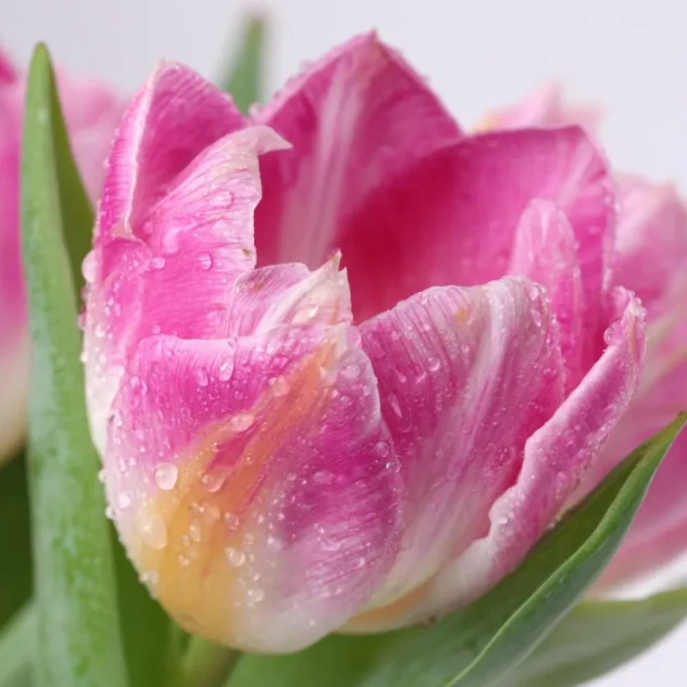 Tulipan Hawaii