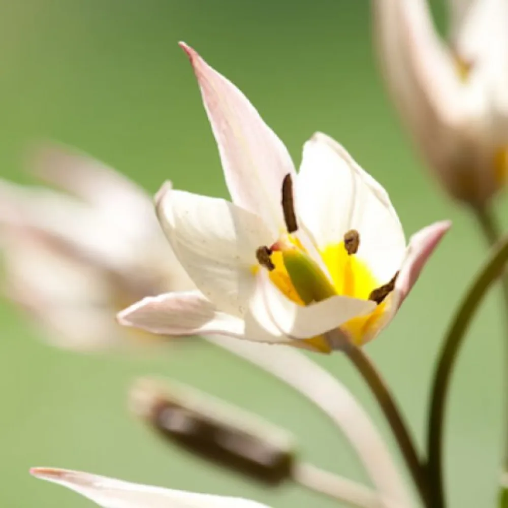 Tulipan Turkestanica (kremowy)