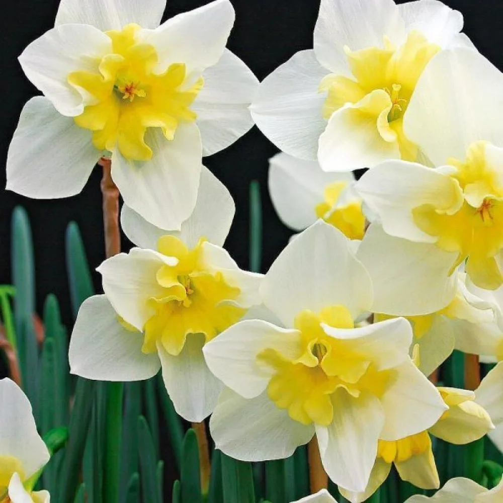 Narcyz Bella Estrella