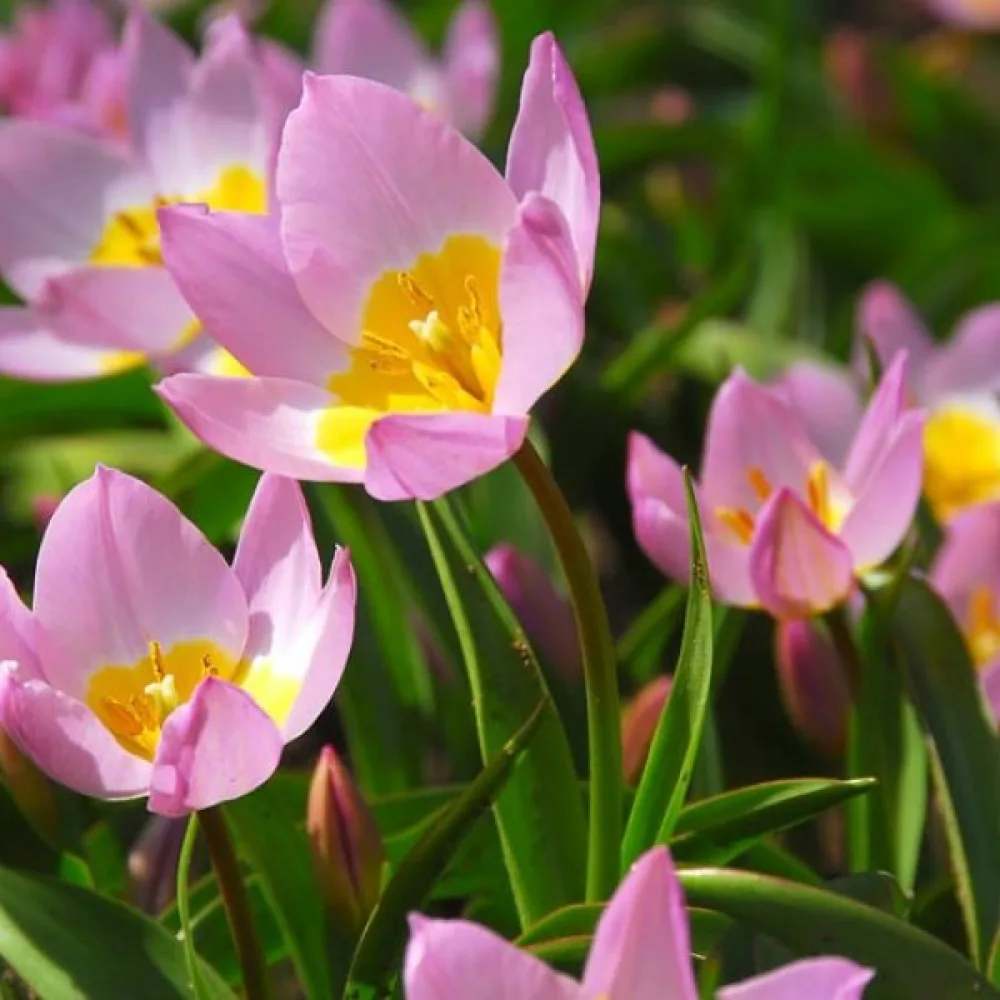 Tulipan Saxatilis (różowy)