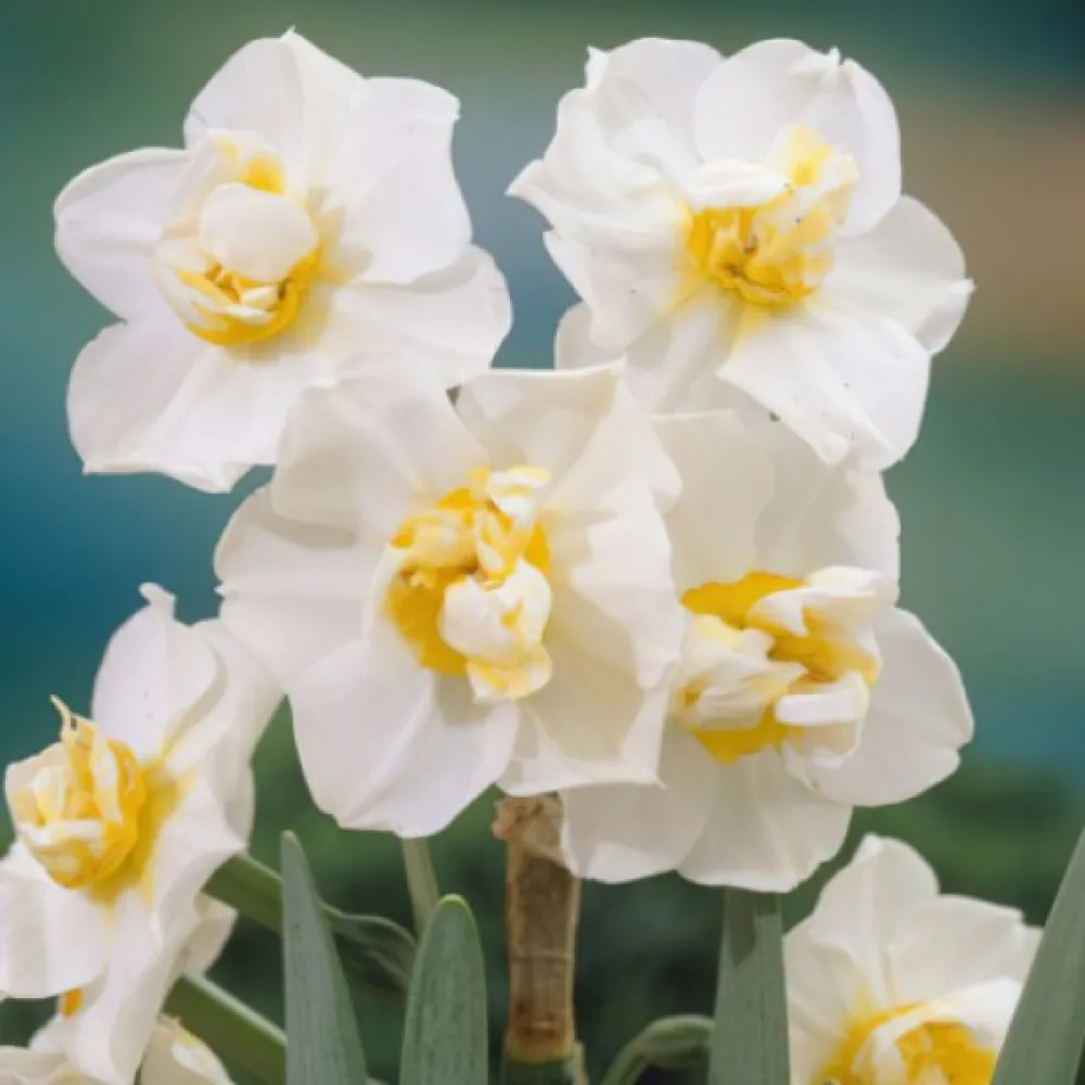 Narcyz White Cheerfulness (biały)