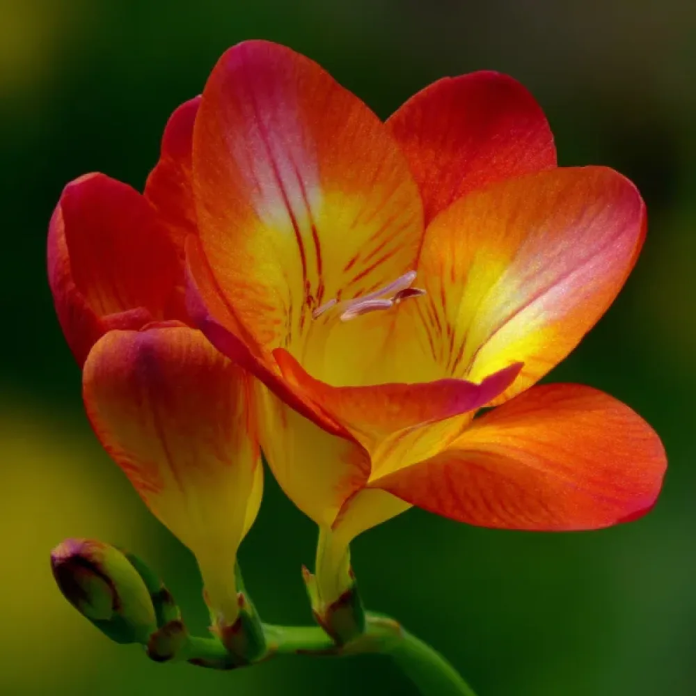Frezja Orange Single (pomarańczowa)