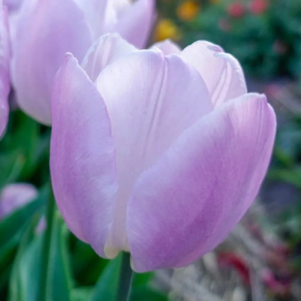 Tulipan Candy Prince