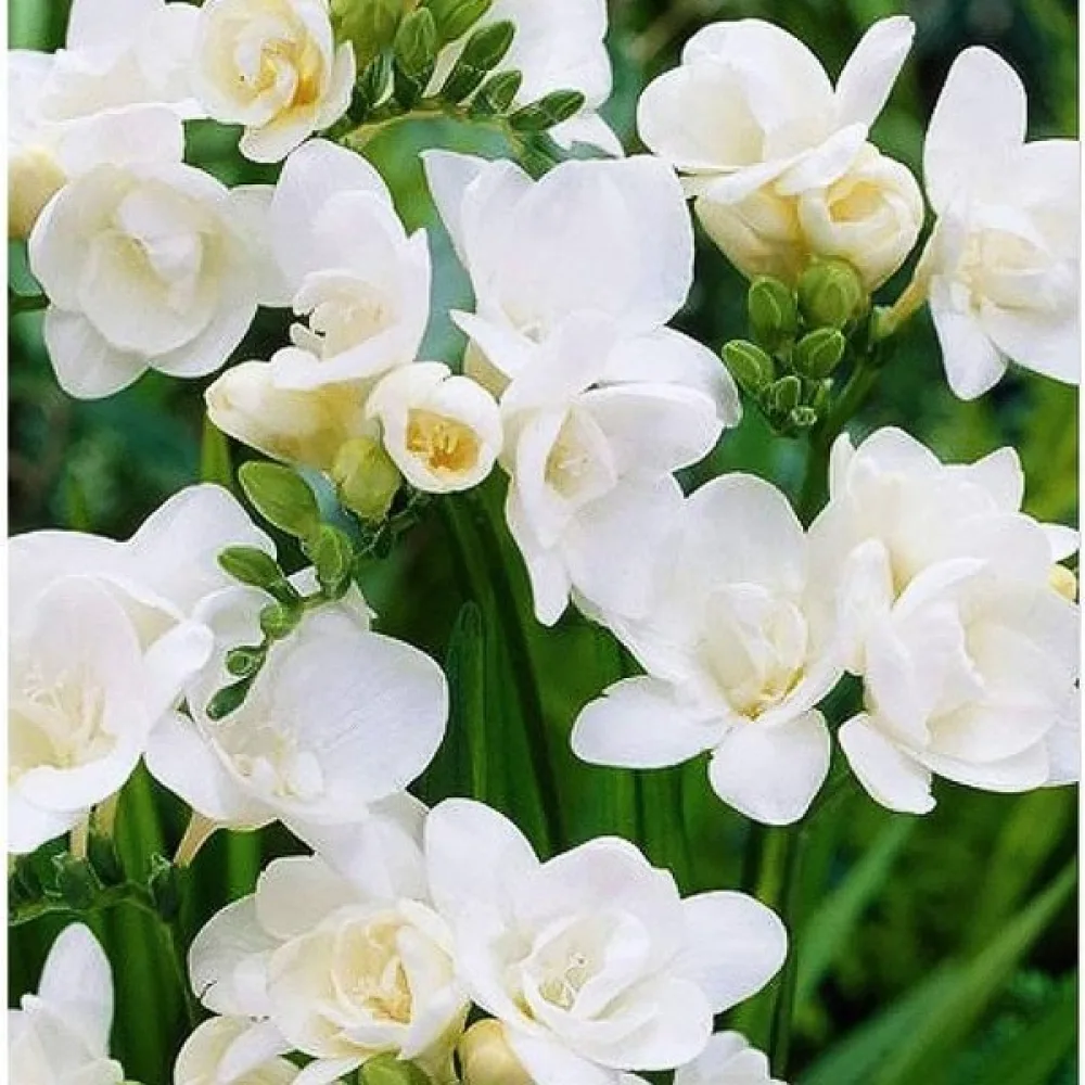 Frezja Double white (biała, pełna)