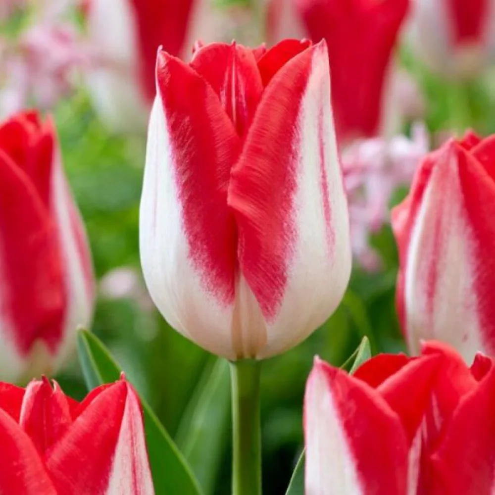 Tulipan Kissable (fioletowy)
