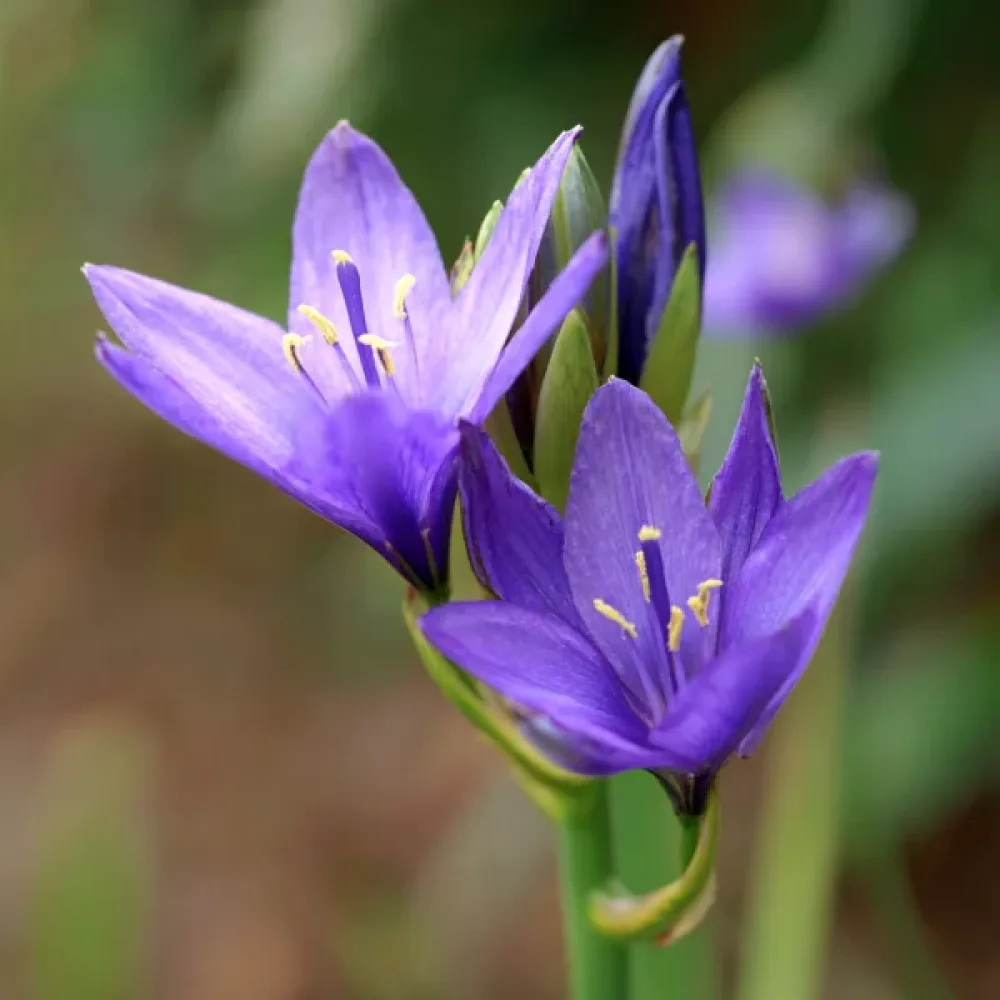 Iksjolirion tataricum Pallasii (fioletowy)