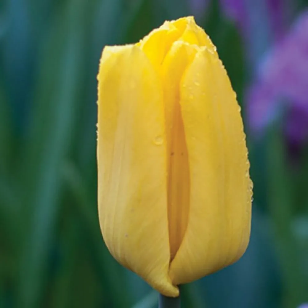 Tulipan Strong Gold (złoty)