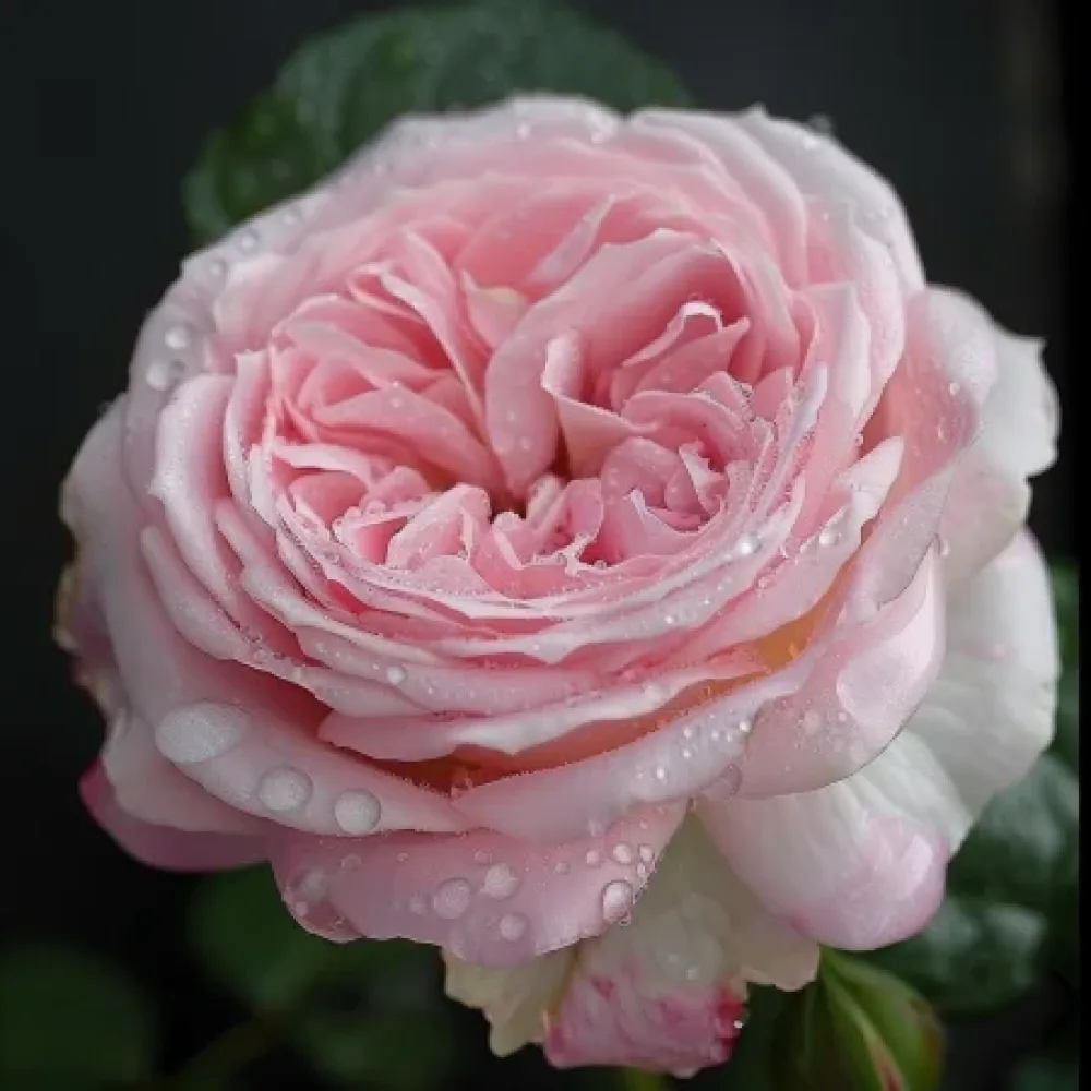 Róża Lightflora – z gołym korzeniem