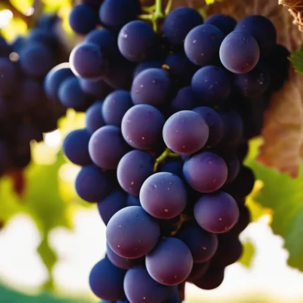 Winorośl odmiana Pinot Noir, czerwona winna - wczesna