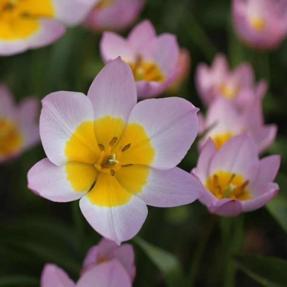 Tulipan Bakeri lilac wonder (liliowy)